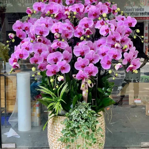 Lan Hồ Điệp Hồng Hải Phòng 32