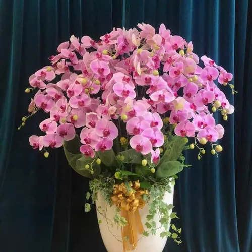 Lan Hồ Điệp Hồng Hải Phòng 36