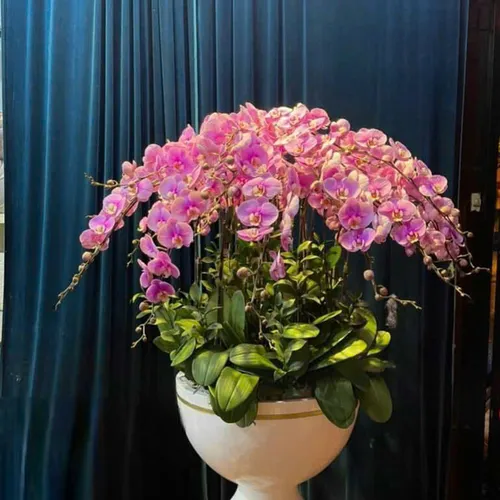 Lan Hồ Điệp Hồng Hải Phòng 37