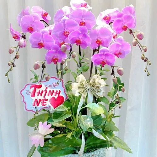 Lan Hồ Điệp Hồng Hải Phòng 40