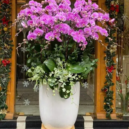 Lan Hồ Điệp Hồng Hải Phòng 42