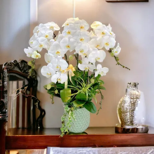 Lan Hồ Điệp Trắng Hải Phòng 18