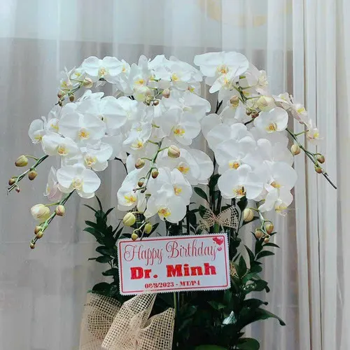 Lan Hồ Điệp Trắng Hải Phòng 27