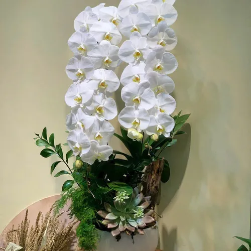 Lan Hồ Điệp Trắng Hải Phòng 30
