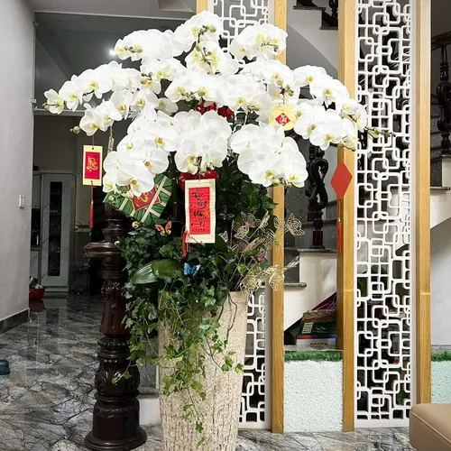 Lan Hồ Điệp Trắng Hải Phòng 31