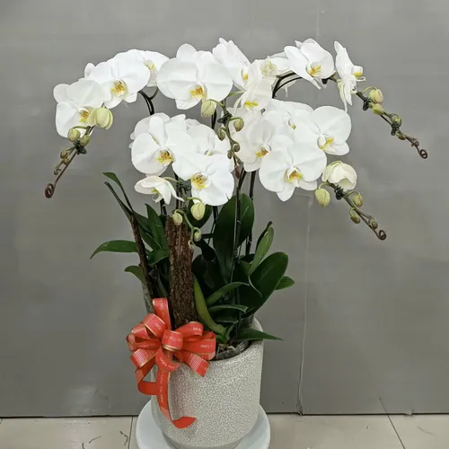 Lan Hồ Điệp Trắng Hải Phòng 35