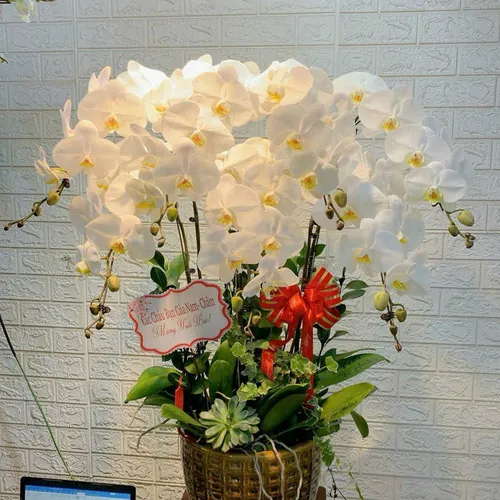 Lan Hồ Điệp Trắng Hải Phòng 47