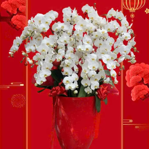 Lan Hồ Điệp Trắng Hải Phòng 51