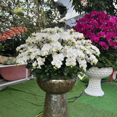 Lan Hồ Điệp Trắng Hải Phòng 53