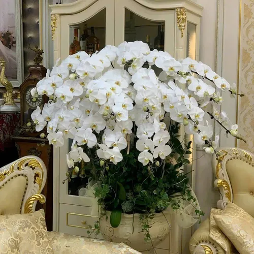 Lan Hồ Điệp Trắng Hải Phòng 54