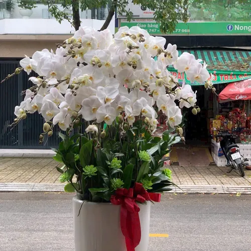 Lan Hồ Điệp Trắng Hải Phòng 55