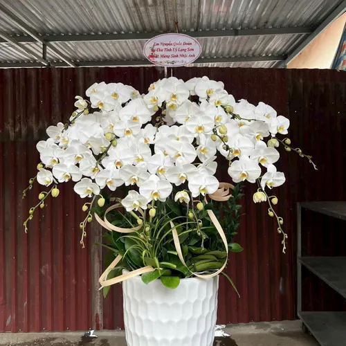 Lan Hồ Điệp Trắng Hải Phòng 64