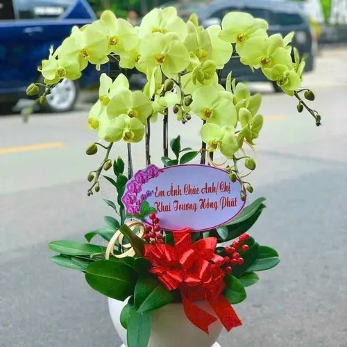 Lan Hồ Điệp Vàng Hải Phòng 07