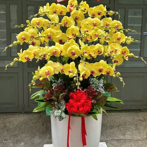 Lan Hồ Điệp Vàng Hải Phòng 13