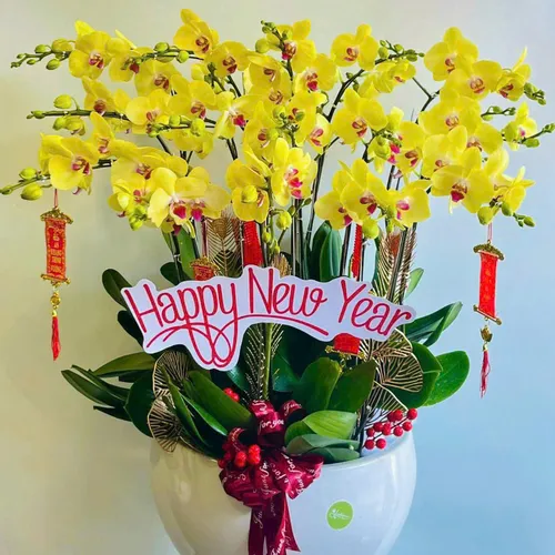 Lan Hồ Điệp Vàng Hải Phòng 18
