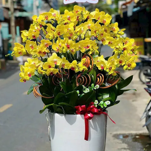 Lan Hồ Điệp Vàng Hải Phòng 19