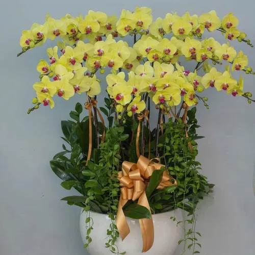 Lan Hồ Điệp Vàng Hải Phòng 21