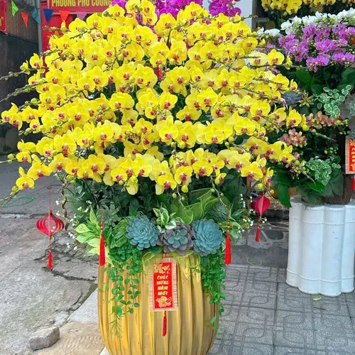 Lan Hồ Điệp Vàng Hải Phòng 25