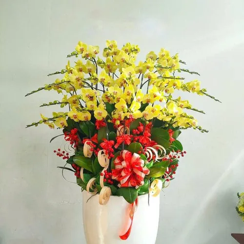 Lan Hồ Điệp Vàng Hải Phòng 28