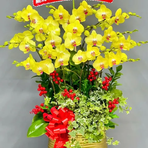 Lan Hồ Điệp Vàng Hải Phòng