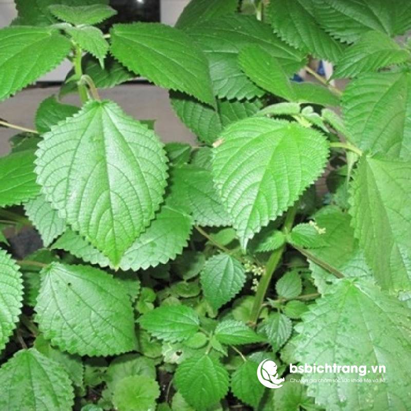 Tác dụng của củ gai trong việc điều trị động thai