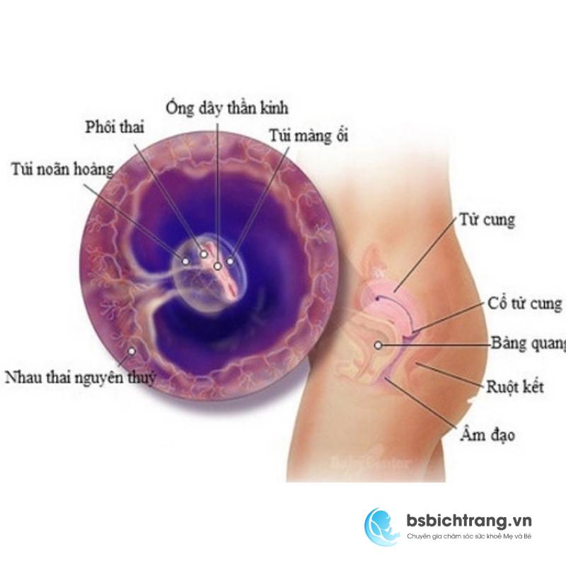 Yolksac là gì? Chia sẻ từ Bs Bích Trang BMT – Chuyên gia chăm sóc sức khoẻ Mẹ và Bé