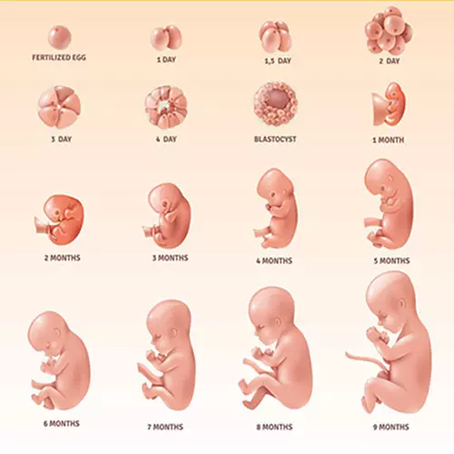 Bs Bích Trang BMT hướng dẫn cách tính tuổi thai chính xác