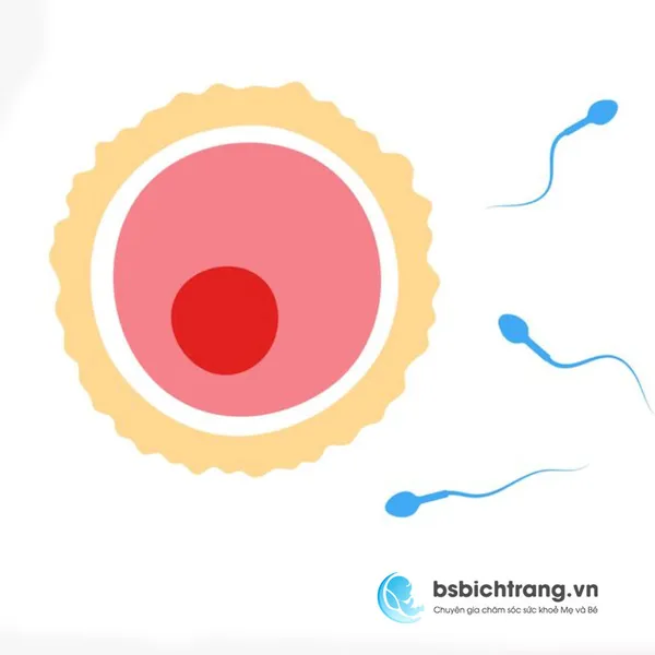 Trứng không được thụ tinh sẽ như thế nào?