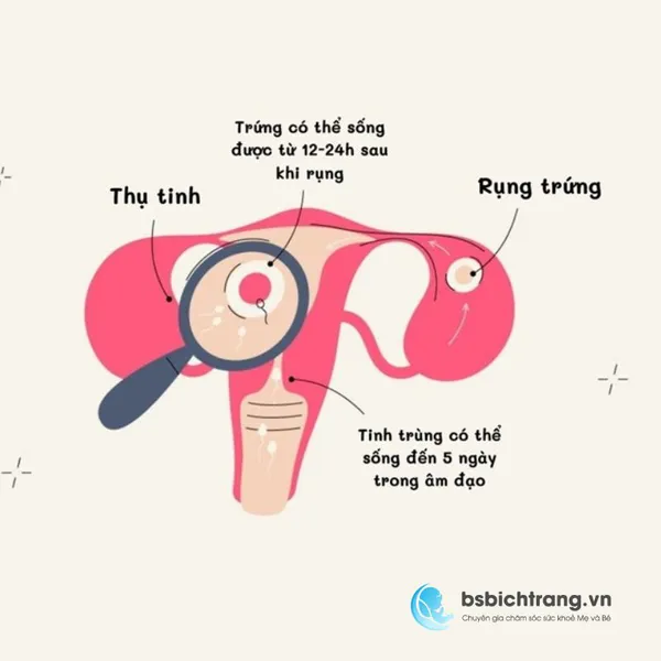 Trứng được thụ tinh ở đâu? Chia sẻ từ Bs Bích Trang BMT về hành trình gặp gỡ kỳ diệu giữa trứng và tinh trùng