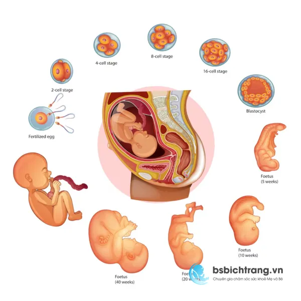 Tử cung phát triển trong bụng mẹ như thế nào khi thai lớn dần?