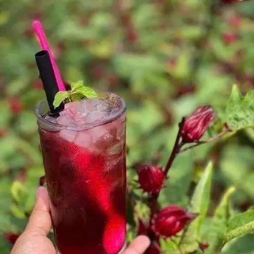 🌺 NƯỚC CỐT ATISO ĐỎ