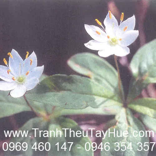 THÊU THEO YÊU CẦU TRANH HOA KHÁCH HÀNG Ở NHẬT