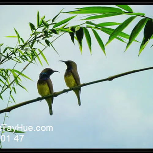 Tranh thêu làm quà tặng ĐÁM CƯỚI 63