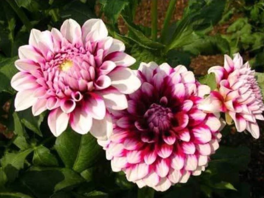 Lựa chọn chậu hoa đẹp thược dược phù hợp làm không gian sống thêm sinh động và nổi bật. Lựa chọn chậu hoa đẹp thược dược phù hợp làm không gian sống thêm sinh động và nổi bật.