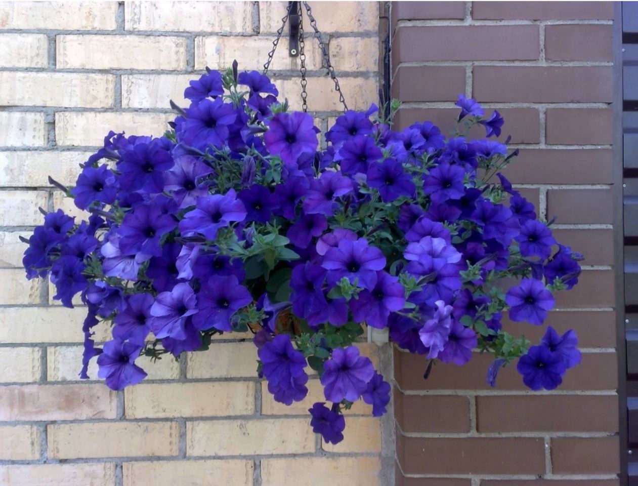 Trang trí bằng chậu hoa đẹp dạ yên thảo mang lại cảm giác tươi mới, gần gũi thiên nhiên. Trang trí bằng chậu hoa đẹp dạ yên thảo mang lại cảm giác tươi mới, gần gũi thiên nhiên.