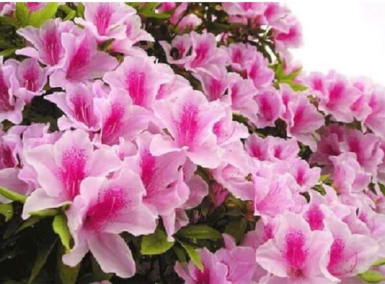 Chậu hoa đẹp đỗ quyên với thiết kế tinh tế, hài hòa cùng vẻ đẹp tự nhiên của hoa. Chậu hoa đẹp đỗ quyên với thiết kế tinh tế, hài hòa cùng vẻ đẹp tự nhiên của hoa.