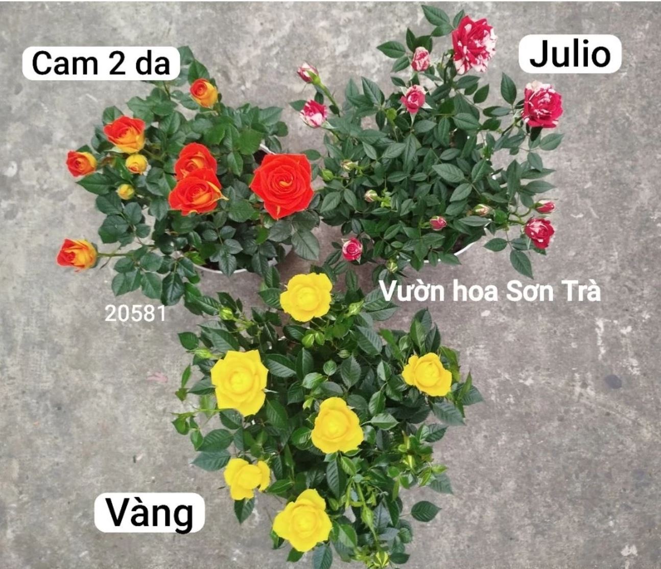 Trang trí bằng chậu hoa hồng đẹp mang lại cảm giác lãng mạn cho không gian sống. Trang trí bằng chậu hoa hồng đẹp mang lại cảm giác lãng mạn cho không gian sống.