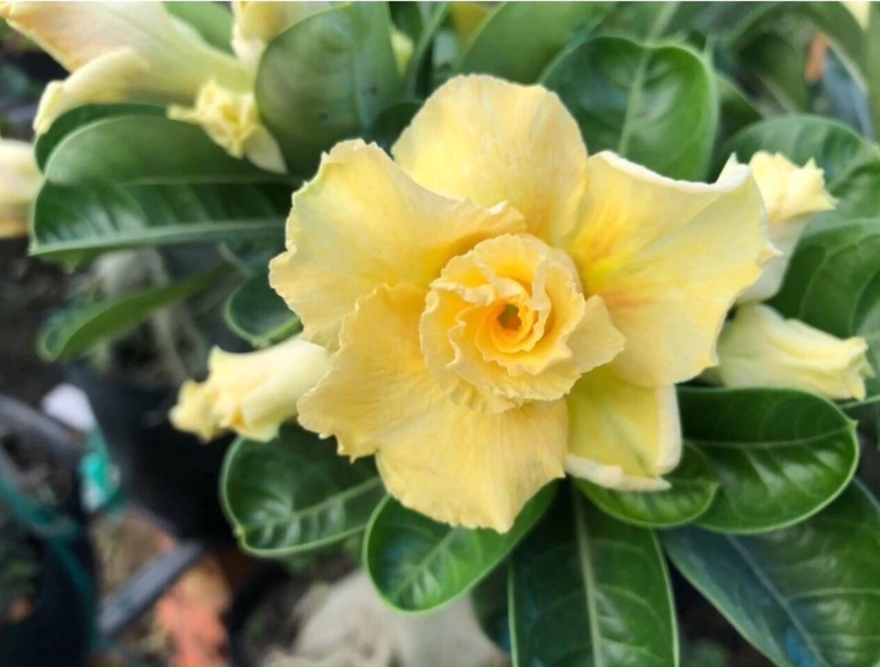 Lựa chọn chậu hoa sứ đẹp phù hợp làm sân vườn và ban công thêm hài hòa. Lựa chọn chậu hoa sứ đẹp phù hợp làm sân vườn và ban công thêm hài hòa.