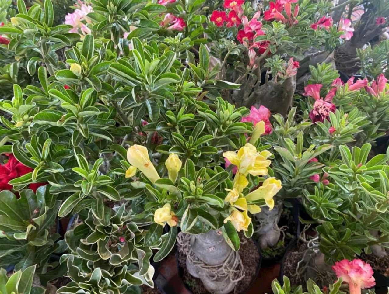 Trang trí bằng chậu hoa sứ đẹp mang lại cảm giác thư giãn, gần gũi thiên nhiên. Trang trí bằng chậu hoa sứ đẹp mang lại cảm giác thư giãn, gần gũi thiên nhiên.