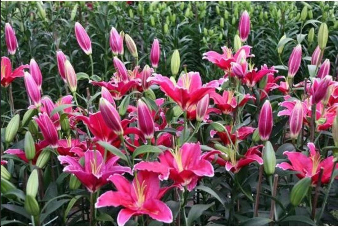 Chậu Hoa Cây Cảnh với thiết kế đa dạng, dễ sử dụng cho nhà ở và văn phòng. Chậu Hoa Cây Cảnh với thiết kế đa dạng, dễ sử dụng cho nhà ở và văn phòng.