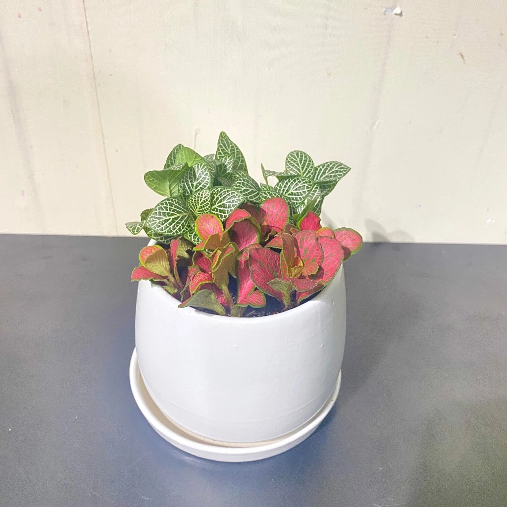 Chậu Hoa Để Bàn SIÊU XINH: Combo Fittonia Tiểu Cảnh Thay Đổi Tất Cả. Chậu Hoa Để Bàn SIÊU XINH: Combo Fittonia Tiểu Cảnh Thay Đổi Tất Cả.
