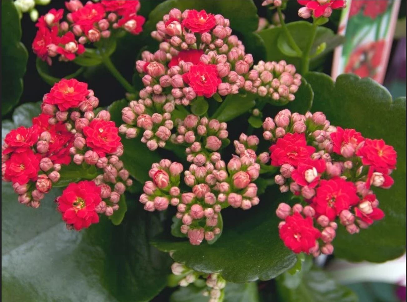 Chậu hoa đẹp sống đời tôn lên nét tự nhiên của hoa. Chậu hoa đẹp sống đời tôn lên nét tự nhiên của hoa.