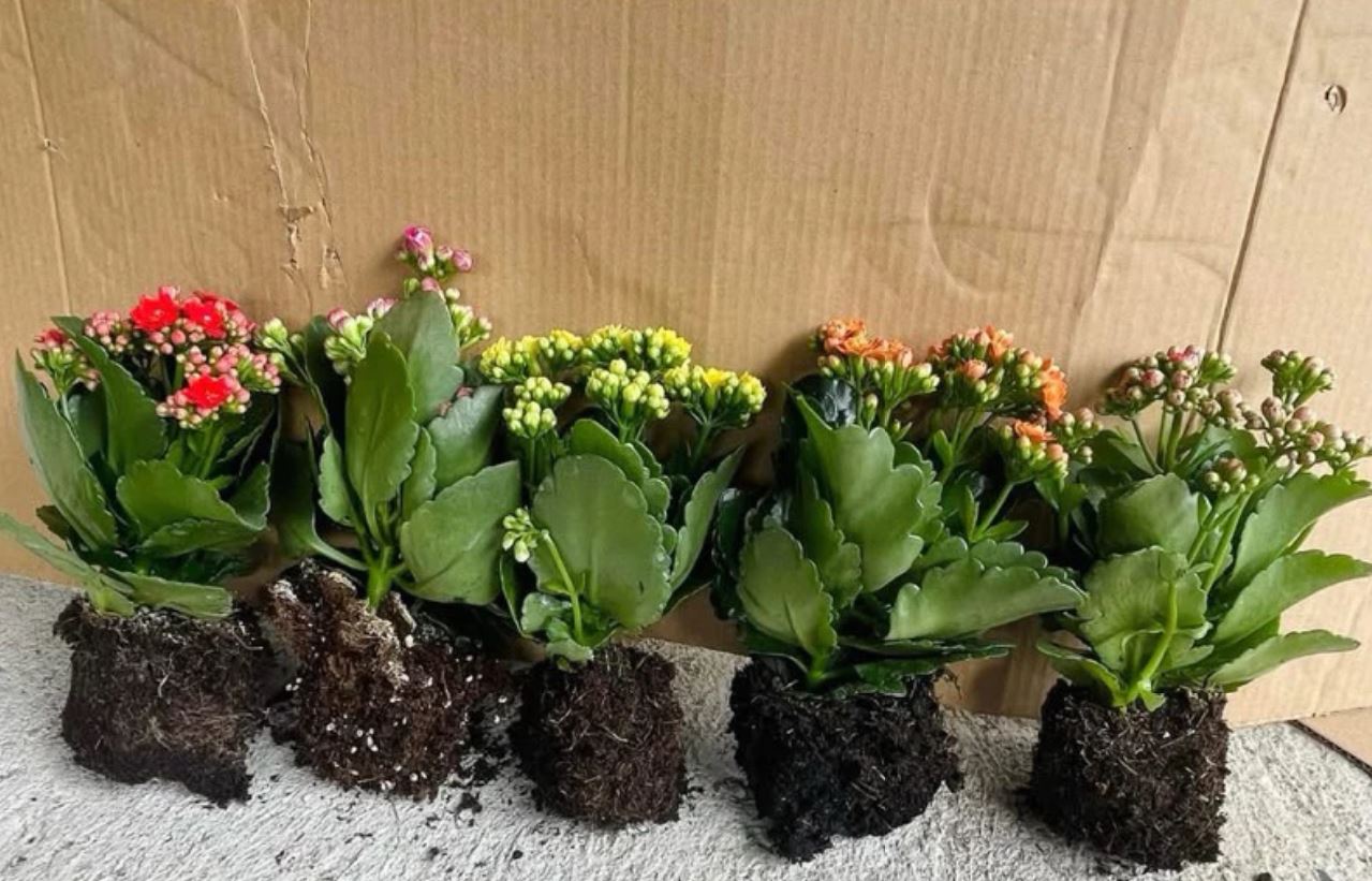 Chậu hoa đẹp sống đời phù hợp trang trí nhà và sân vườn. Chậu hoa đẹp sống đời phù hợp trang trí nhà và sân vườn.