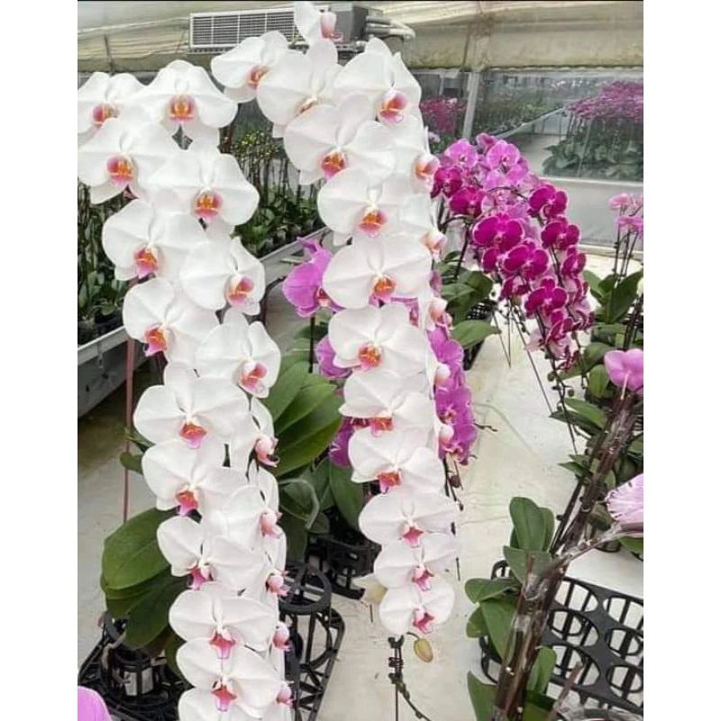 Trang trí bằng chậu hoa lan đẹp mang lại cảm giác tươi mới, tràn đầy năng lượng. Lan hồ điệp hoa đại Đài Loan chuẩn 1 ngồng, nhìn cực sang.