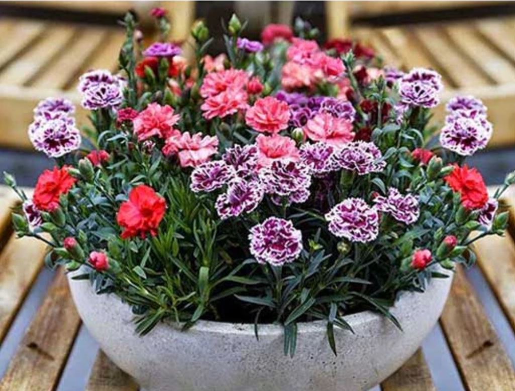 Chậu hoa đẹp cẩm chướng mang vẻ đẹp tươi mới cho không gian. Chậu hoa đẹp cẩm chướng mang vẻ đẹp tươi mới cho không gian.