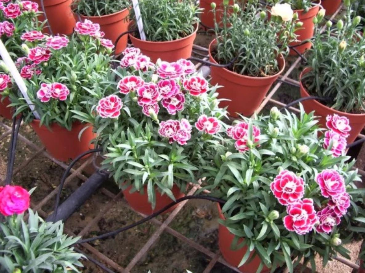 Chậu hoa đẹp cẩm chướng nổi bật với sắc hoa rực rỡ. Chậu hoa đẹp cẩm chướng nổi bật với sắc hoa rực rỡ.