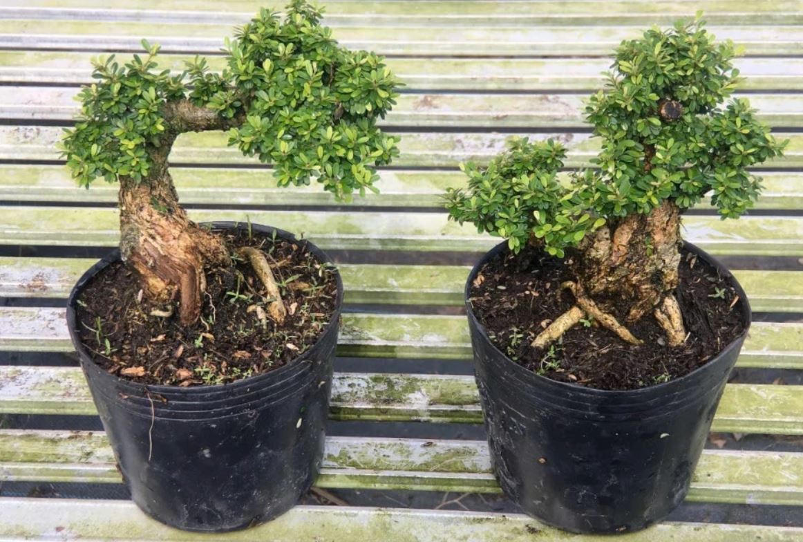 Cây xanh bonsai mang cảm giác gần gũi với thiên nhiên. Cây xanh bonsai mang cảm giác gần gũi với thiên nhiên.