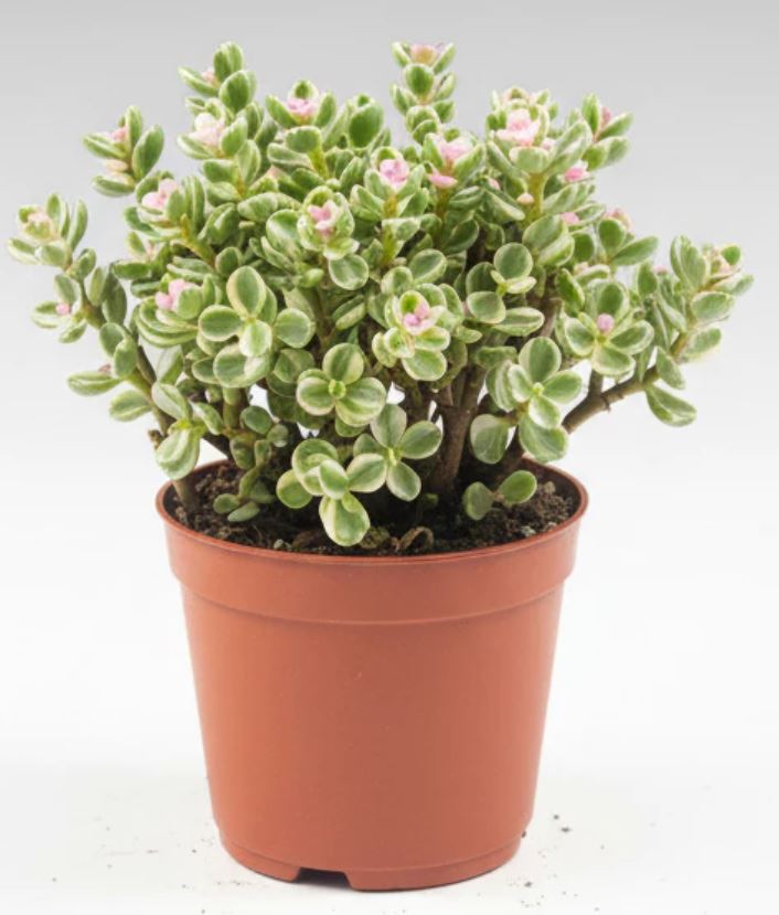 Cây Sen đá đô la hồng Thân Thụ mang vẻ đẹp tinh tế và cân đối. Cây Sen đá đô la hồng Thân Thụ mang vẻ đẹp tinh tế và cân đối.