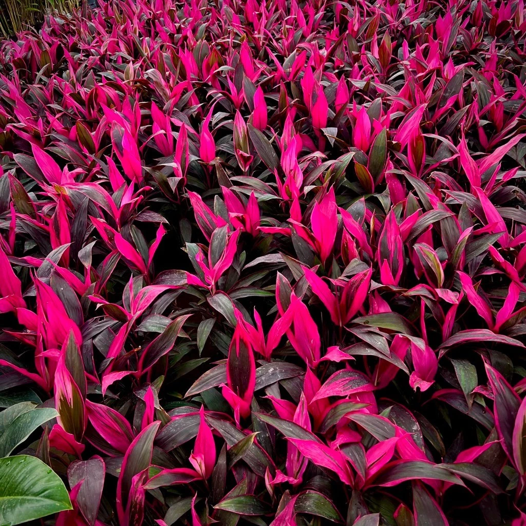 Biến Ban Công XẤU XÍ Thành Nơi HÚT TÀI LỘC Với Chậu Cây Huyết Dụ Này Biến Ban Công XẤU XÍ Thành Nơi HÚT TÀI LỘC Với Chậu Cây Huyết Dụ Này