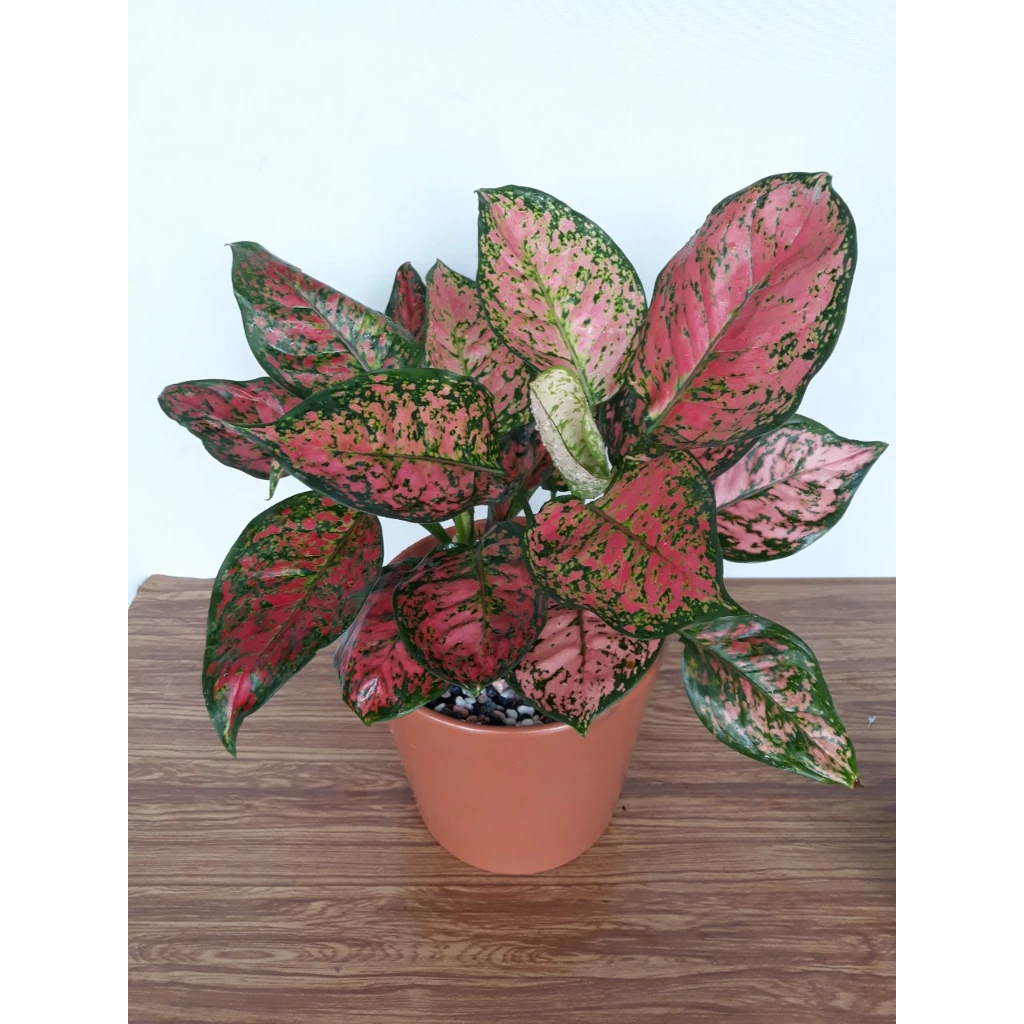 97% Người Không Biết BÍ MẬT Này Về Chậu Hoa Để Bàn Vạn Lộc Giúp ĐỔI VẬN 97% Người Không Biết BÍ MẬT Này Về Chậu Hoa Để Bàn Vạn Lộc Giúp ĐỔI VẬN